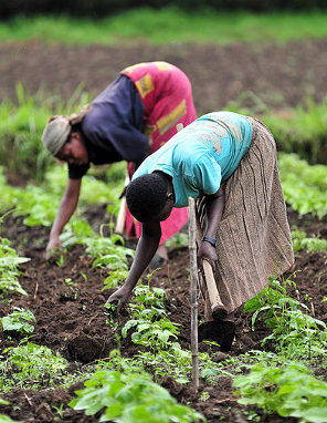 assurance agricole au Zimbabwe