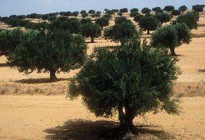 Crédit photo: Fle7a