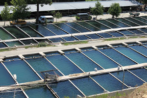 Agricultural insurance