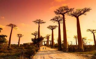 African Association of Young Insurance Professionals