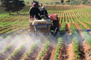 Tunisian women farm workers