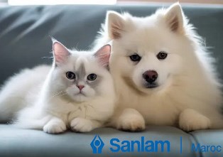 Sanlam Maroc
