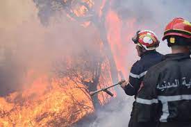 Incendies de forêt Algérie