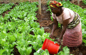 assurance agricole afrique