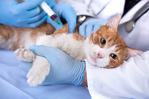 vaccine for animals